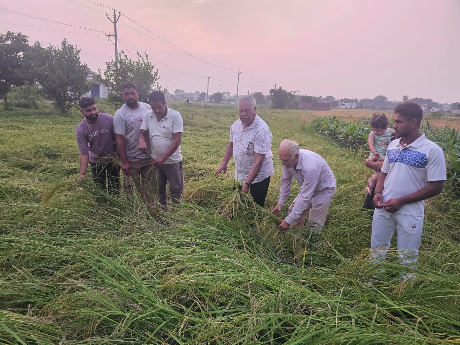 Heavy Damage to Crops and Vegetables Due to Rain, Storms and Hailstorms in Jammu Region; Sukhnandan Choudhary Demands Compensation from Central Government and Lieutenant Governor