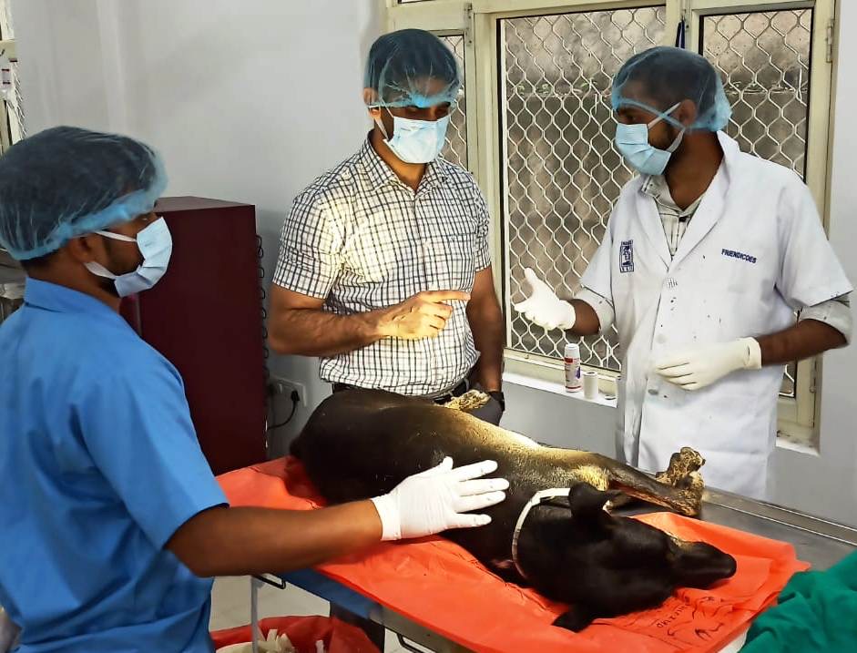 JMC intensifies efforts to control Stray Dog Population in Jammu