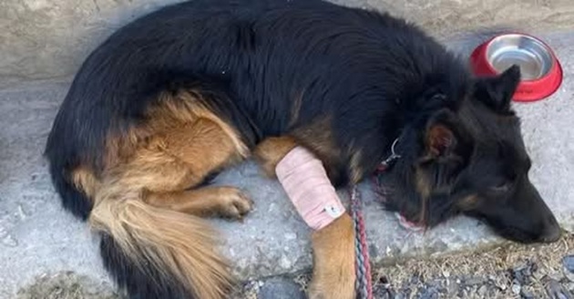 'Army Dog Tsyon shot In Leg by Terrorists in Kishtwar gets President I-Day Honour '