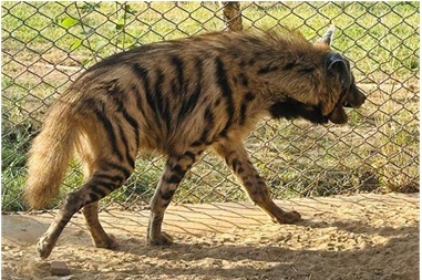 Striped Hyenas arriving in Jambu Zoo