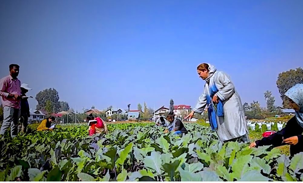 'HADP  Programme sees establishment of 1.11 Lakh Units across J&K'