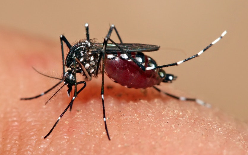 Jammu reports 64 more dengue cases 