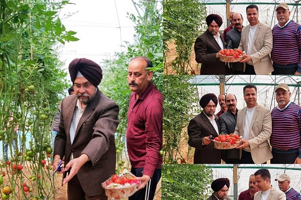 First harvest of Himsona tomato variety in J&K