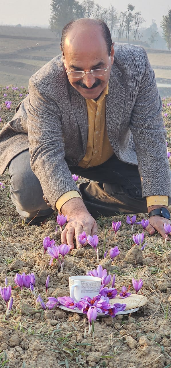  Saffron flowers becoming biggest tourist attraction in Kashmir these days:Director
