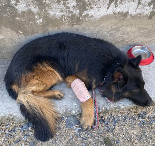 Brave K9 ‘Tyson’ takes first Bullet, helps confirming Terrorist presence in Kishtwar: Airlifted for treatment