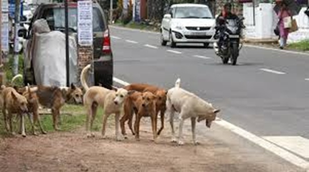 176 Engineers nominated as Nodal Officers in J&K over prevention of entry of Stray Animals in Office premises