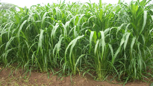 High level Committee to evaluate the reasons for huge  fodder deficiency in Jammu and Kashmir
