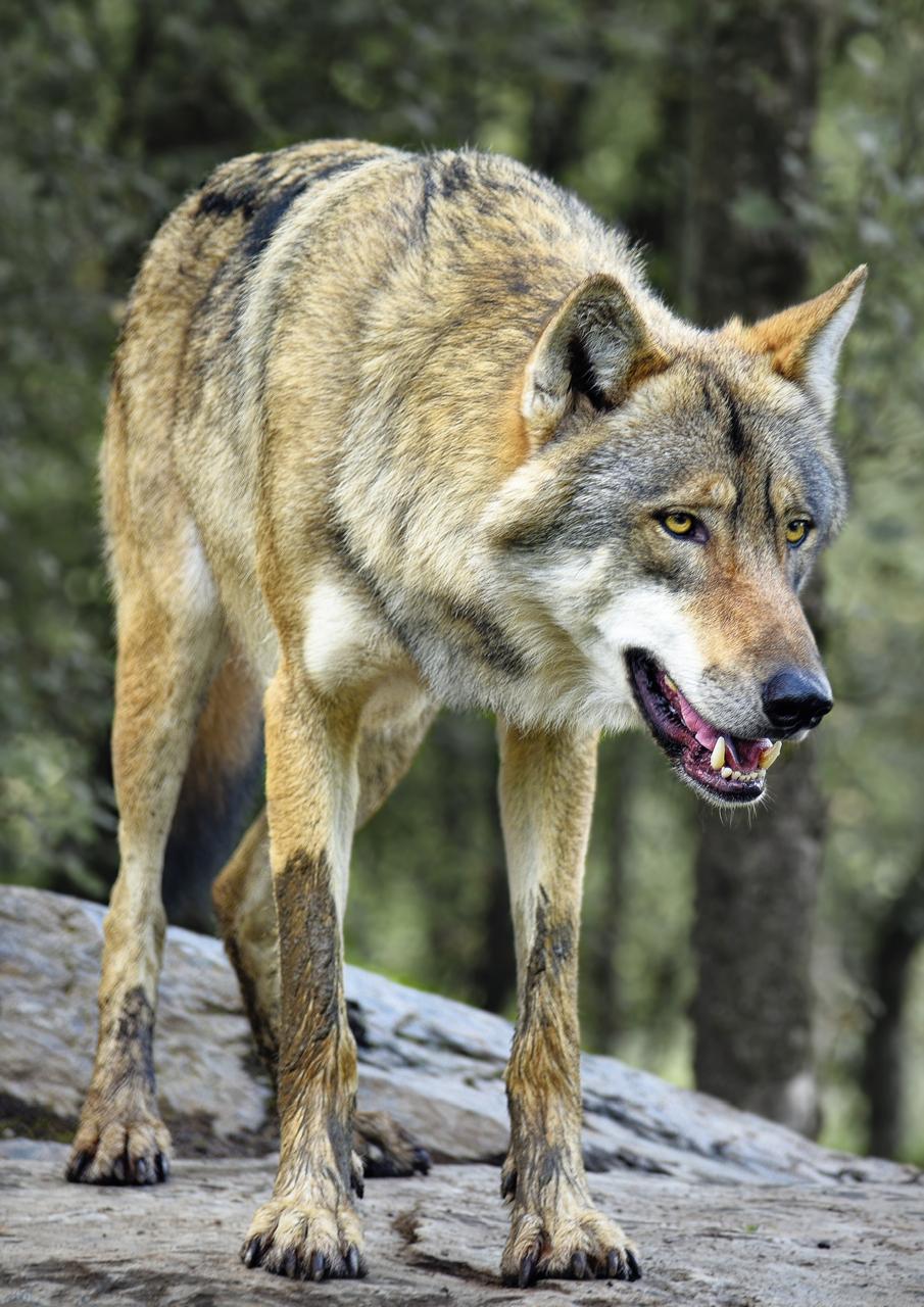 4 Indian Grey Wolves trans-located from Gujarat to Jambu Zoo