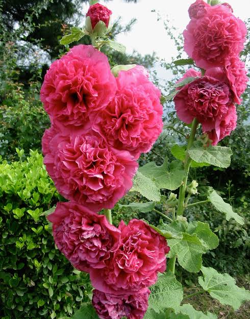 'Floriculture deptt J&K sets up training institute to boost commercial floriculture'