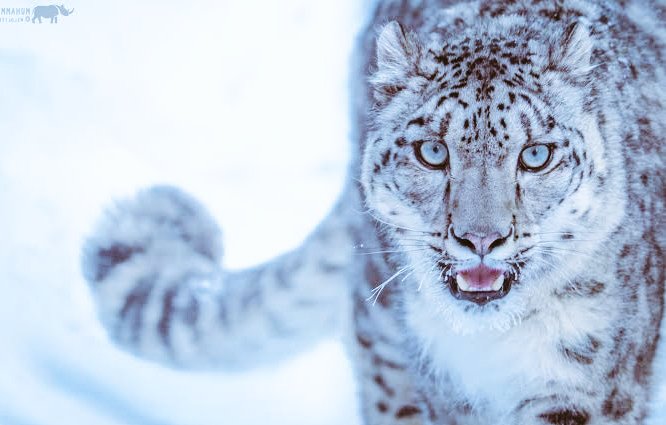 477 Snow Leopard reported in Ladakh , 9 in Jammu and Kashmir