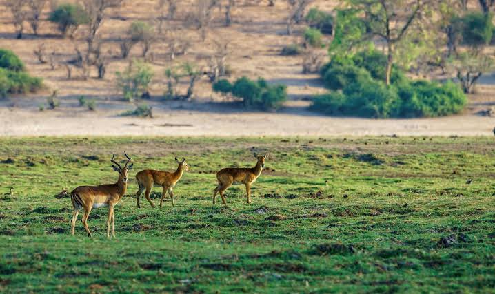  Committee for Eco-sensitive Zones of Dachigam National Park Overa-Aru Wildlife Sanctuary and Thajwas Wildlife Sanctuary 