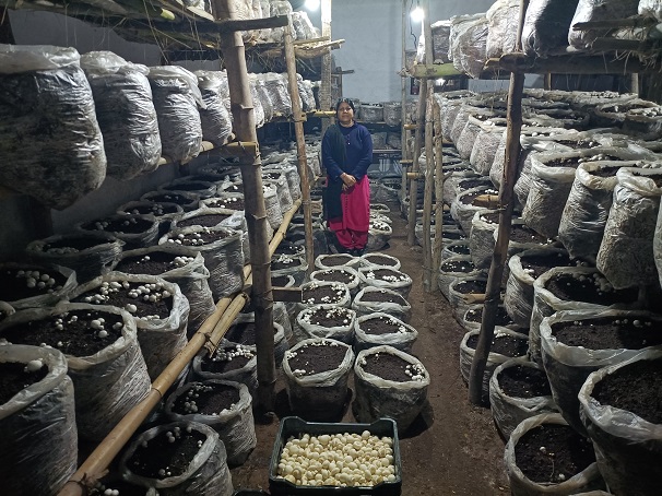 J&K: Kathua's Mushroom Marvel