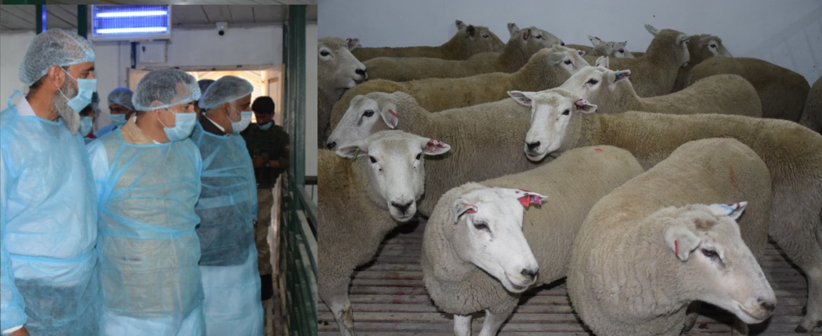 Javed Dar , Salman Sagar inspect newly imported Texel Breed from Australia in Srinagar 