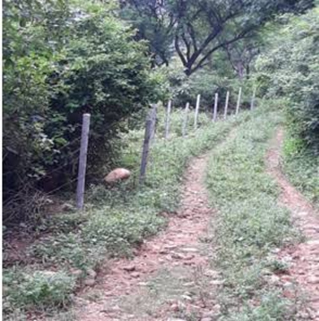 Forest Department retrieves 150 kanal forest land in Raika area  in Jammu