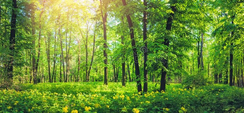 Administrative Council approves  â€˜Green J&K Drive- 2020â€™ for increasing forest cover