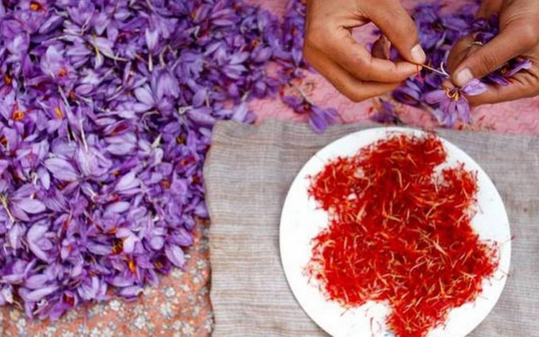  GoI issues certificate of GI registration for the Saffron grown in Kashmir Valley; Lieutenant Governor compliments Agriculture Deptt for  GI tag