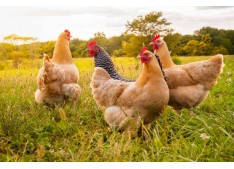 Russia detects first case of Bird flu in humans