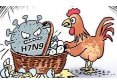 First case of Avian Influenza confirmed among poultry in Baramulla 