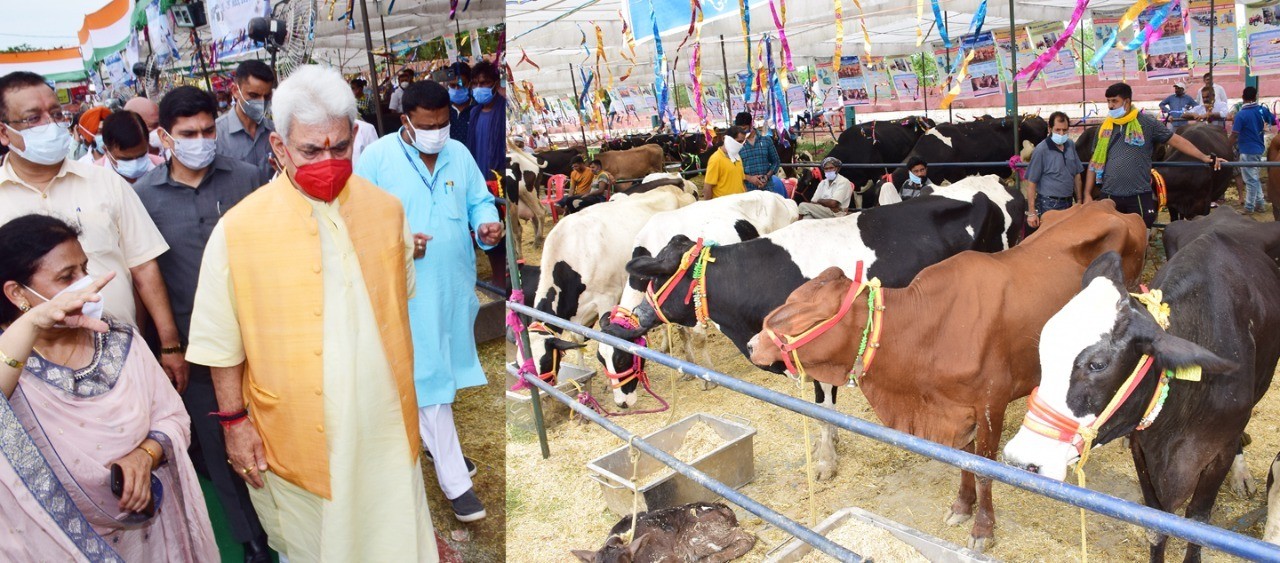 J&K Govt plans to establish 800 new dairy units: LG - Cross Town News, a Leading Newspaper of J&K J&K Govt plans to establish 800 new dairy units: LG - Cross Town News, a Leading Newspaper of J&K