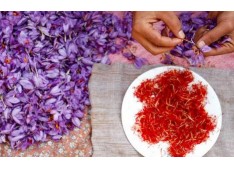 With GI tag, Kashmiri Saffron gains more prominence in domestic, export markets