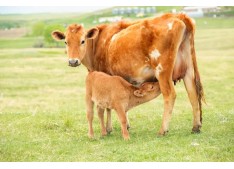 Govt bans import of bovines Animals into J&K, inter-district movement