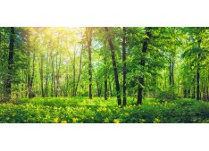 9 Indian Forest Services Officers allocated AGMUT cadre including Iqbal from J&K