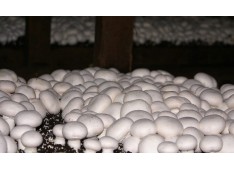  Mushroom farming emerging as new form of employment among J&K youth
