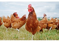 Fixation of rates of Poultry & Poultry products